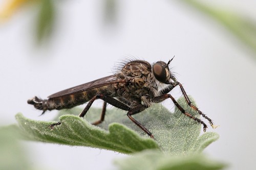 kite-tailed robberfly, photo 2 of 10