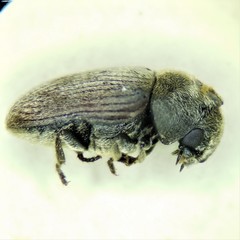 Xyletinus