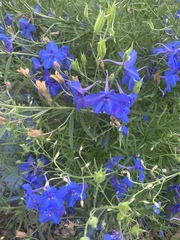 Delphinium consolida