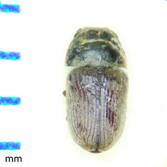 Xyletinus