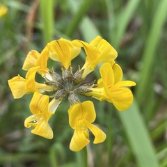 Hippocrepis