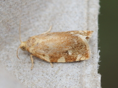 Archips semiferanus
