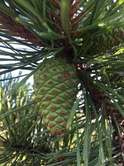 Pinus pungens