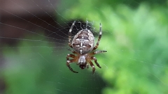 Araneus diadematus