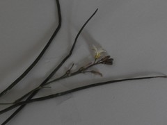 Trachyandra revoluta