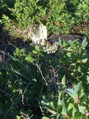Melanthiaceae