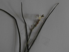 Trachyandra revoluta