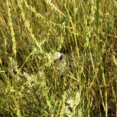 Ammophila sabulosa
