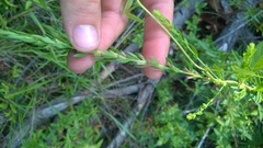 Lythrum alatum lanceolatum