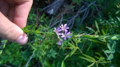 Lythrum alatum lanceolatum