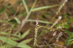 Polygala paniculata