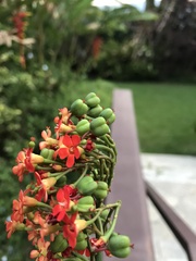 Jatropha podagrica
