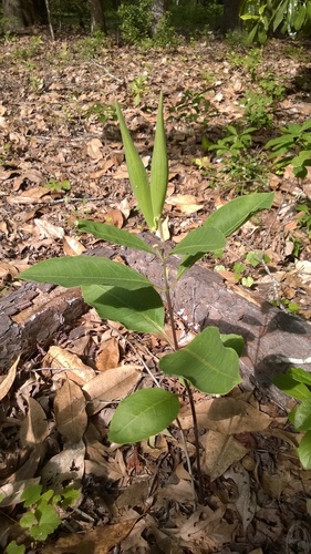 redring milkweed