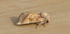 Papaipema harrisii