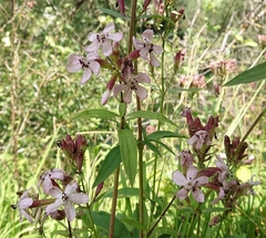 Microbotryum saponariae