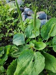 Plantago major
