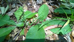 Galium uniflorum