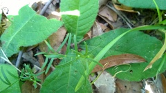 Galium uniflorum