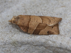 Pandemis lamprosana