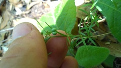 Galium uniflorum