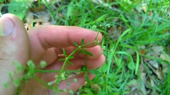 Galium pilosum