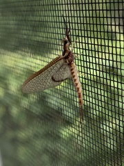 Hexagenia atrocaudata