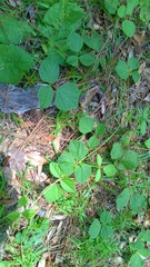 Rhynchosia difformis