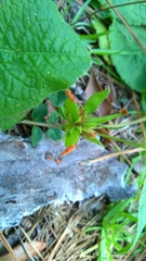 Rhynchosia difformis