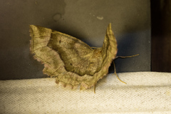 Metarranthis refractaria