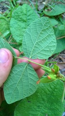 Rhynchosia difformis