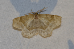 Metarranthis indeclinata