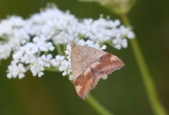 Pyrausta semirubralis