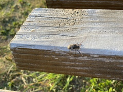 Mesosa nebulosa