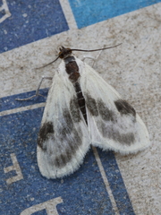 Cliniodes ostreonalis