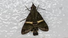 Macroglossum hirundo