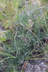 Onosma tanaitica