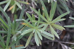 Onosma tanaitica