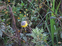 Phylloscopus xanthoschistos