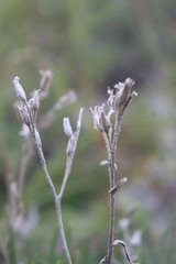 Onosma tanaitica