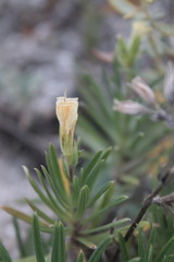 Onosma tanaitica
