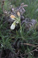 Onosma tanaitica