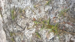 Eremochloa ophiuroides