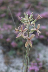 Matthiola fragrans