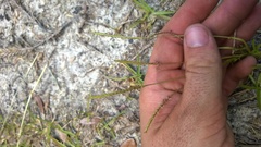 Eremochloa ophiuroides