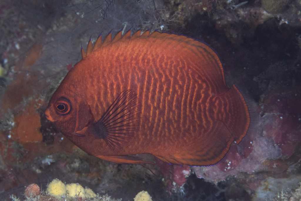 Golden Angelfish
