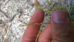 Eremochloa ophiuroides