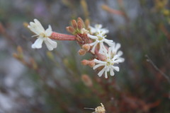 Silene supina