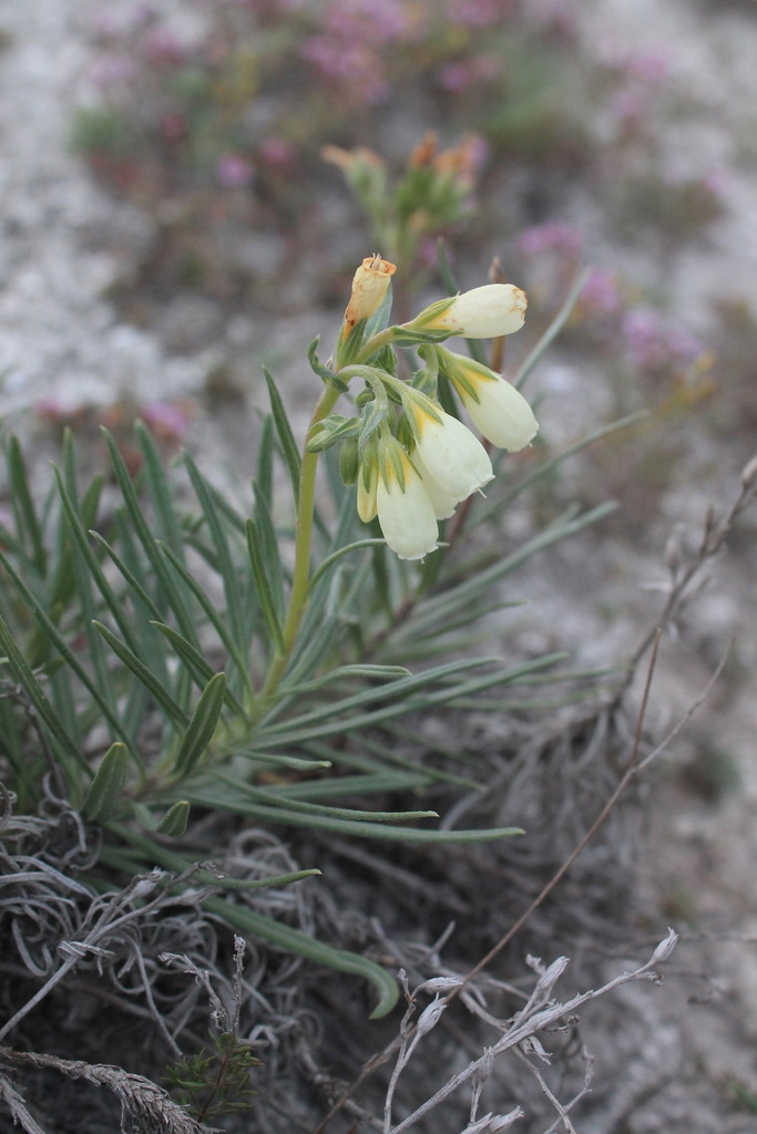 Onosma tanaitica