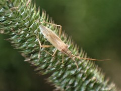 Stenodema trispinosum