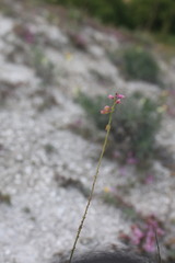 Polygala cretacea